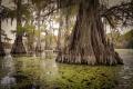 images/gallery/cypress-trees-on-caddo-lake.jpg