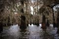 images/gallery/spanish-moss-on-caddo-lake.jpg